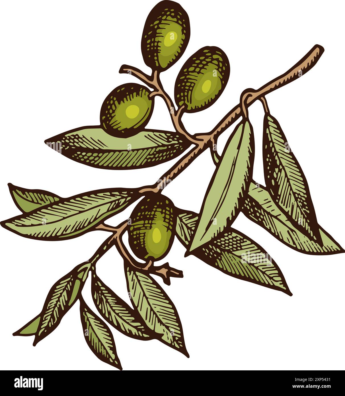 Healthy oil fruits. Olive tree branch drawing Stock Vector Image & Art