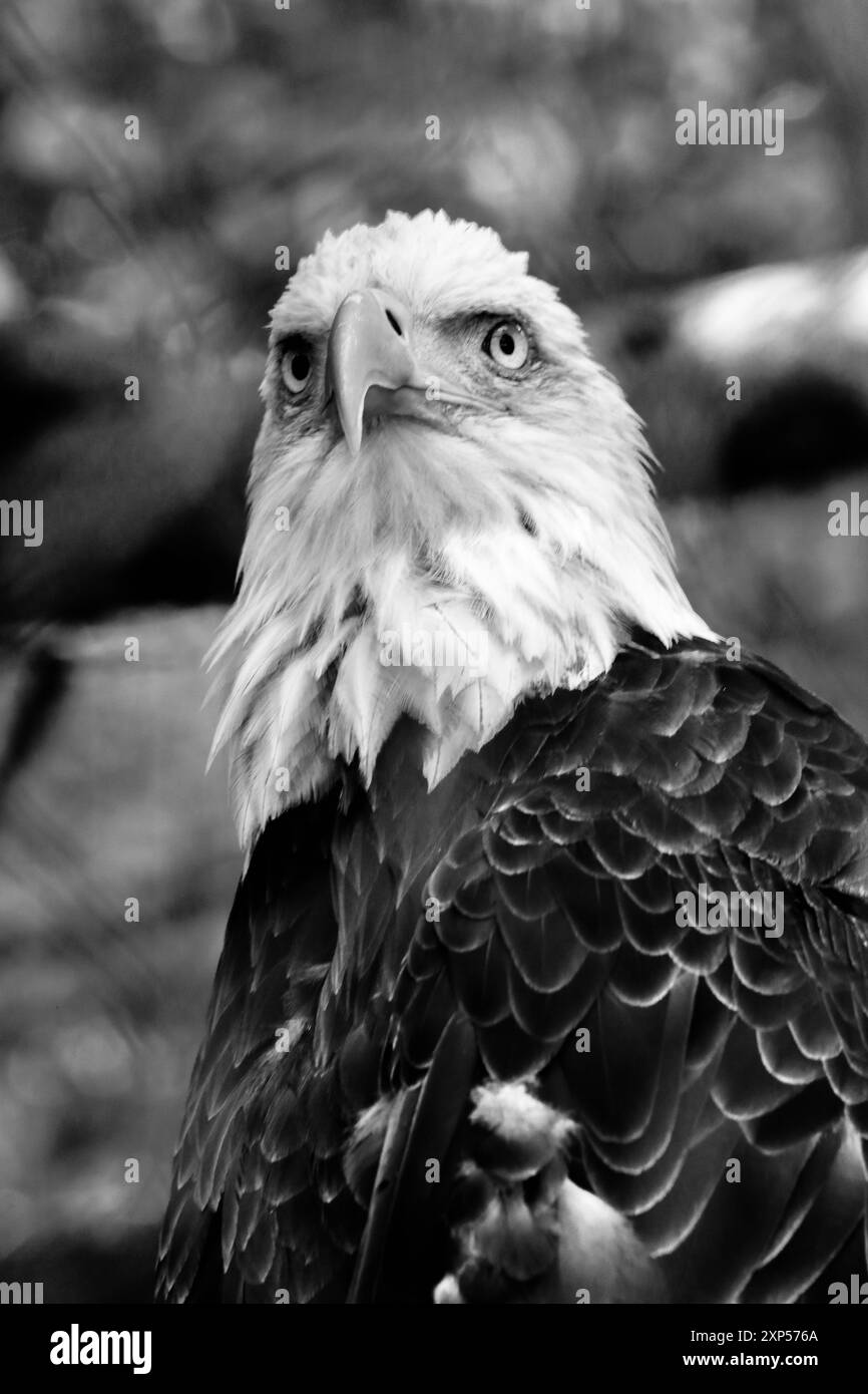 Close up of eagle Black and White Stock Photos & Images - Alamy