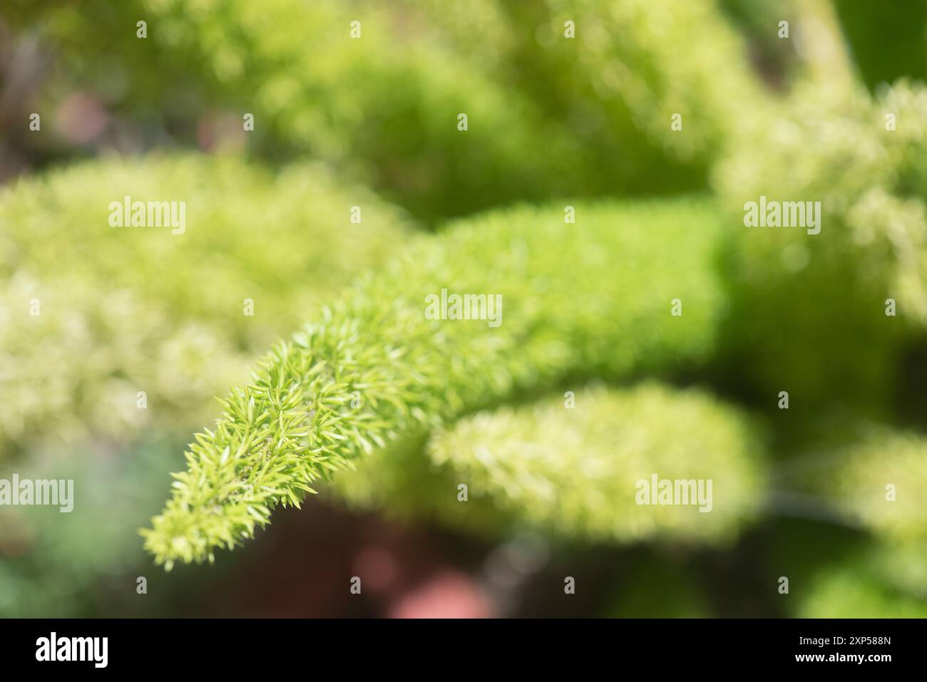 Leafy textures hi-res stock photography and images - Alamy