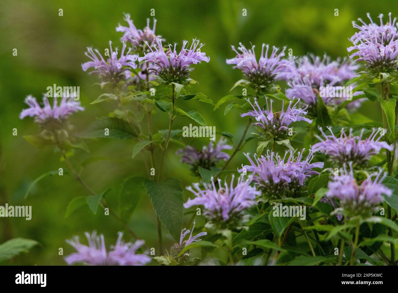 Purple Wild Flowers in Nature Stock Photo - Alamy