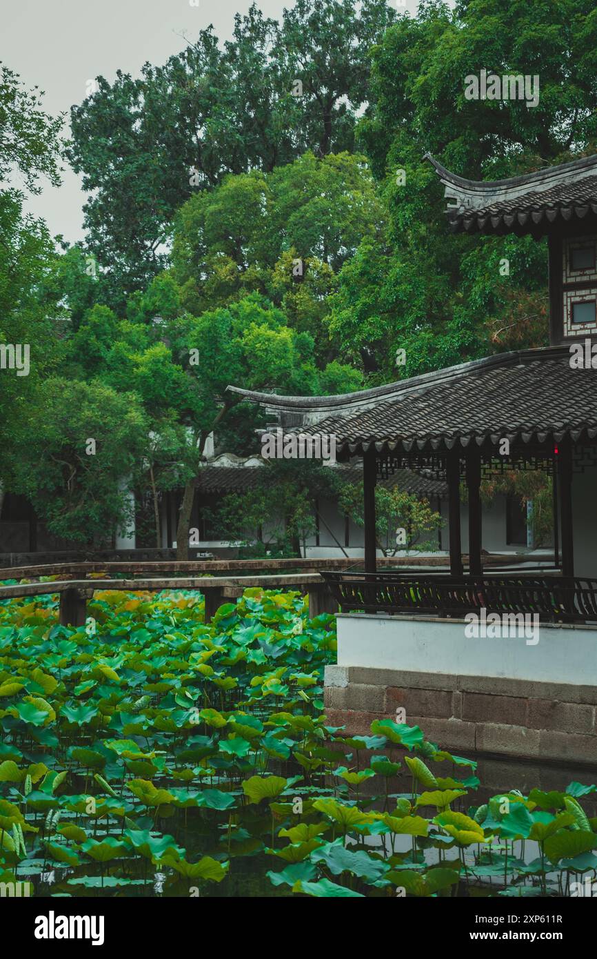 A traditional Chinese garden with a pond full of lotus leaves and a ...