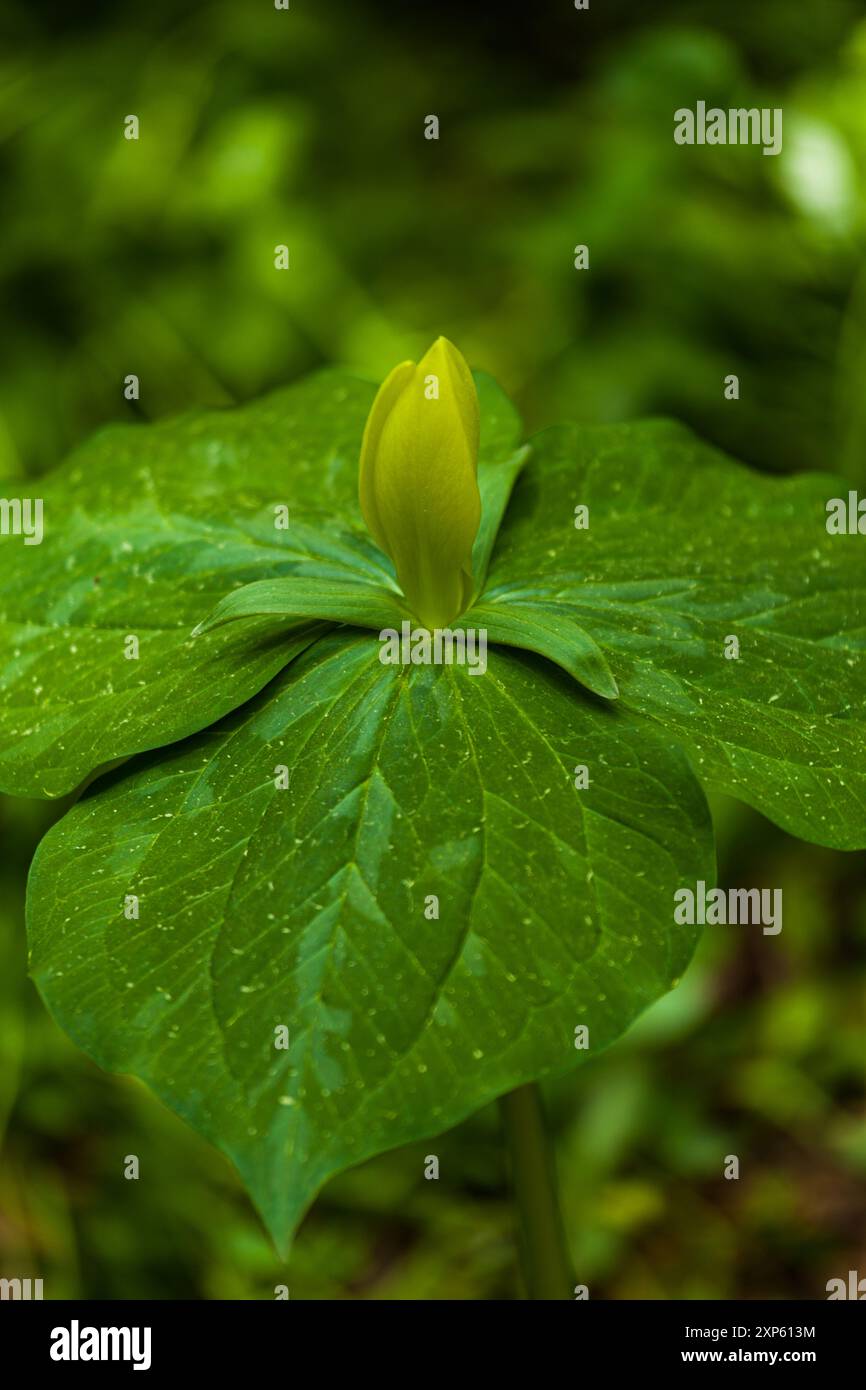 Yellow Trillium at White Oak Sink in the Spring in the Great Smoky Mountains National Park Stock Photo