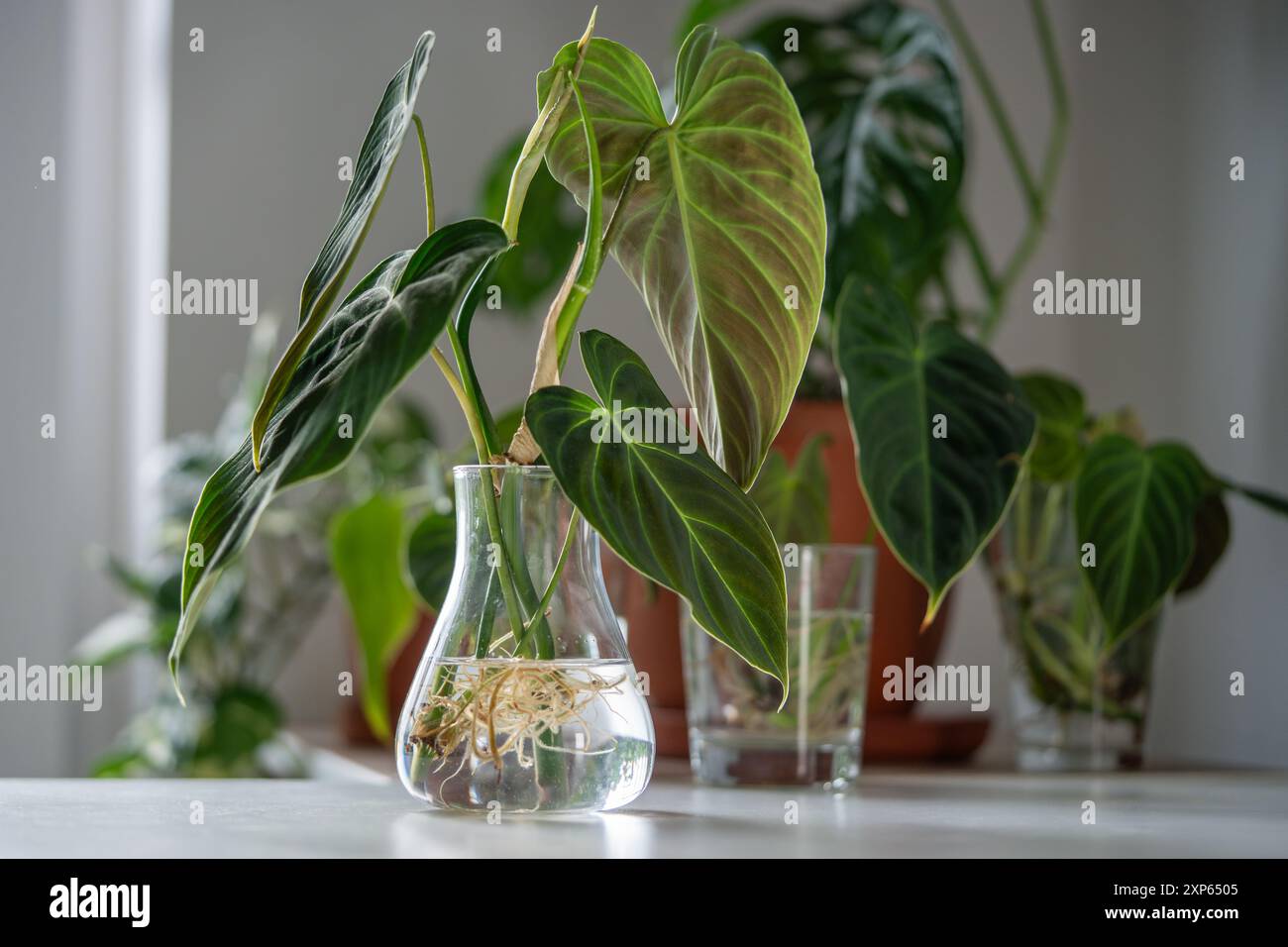 Propagation plant propagate hi-res stock photography and images - Alamy