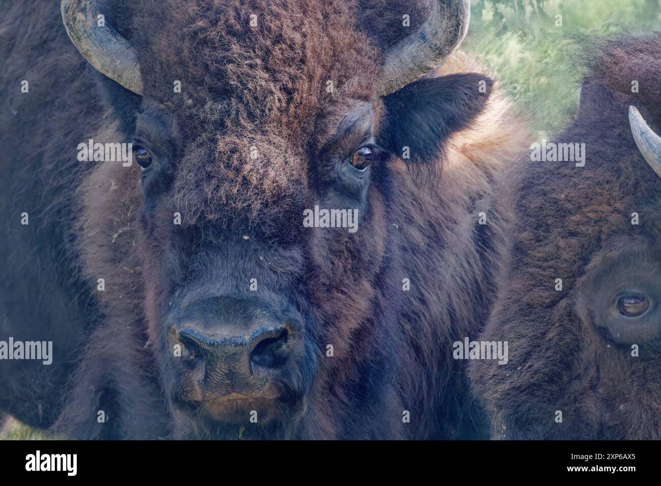 American buffalo head hi-res stock photography and images - Alamy