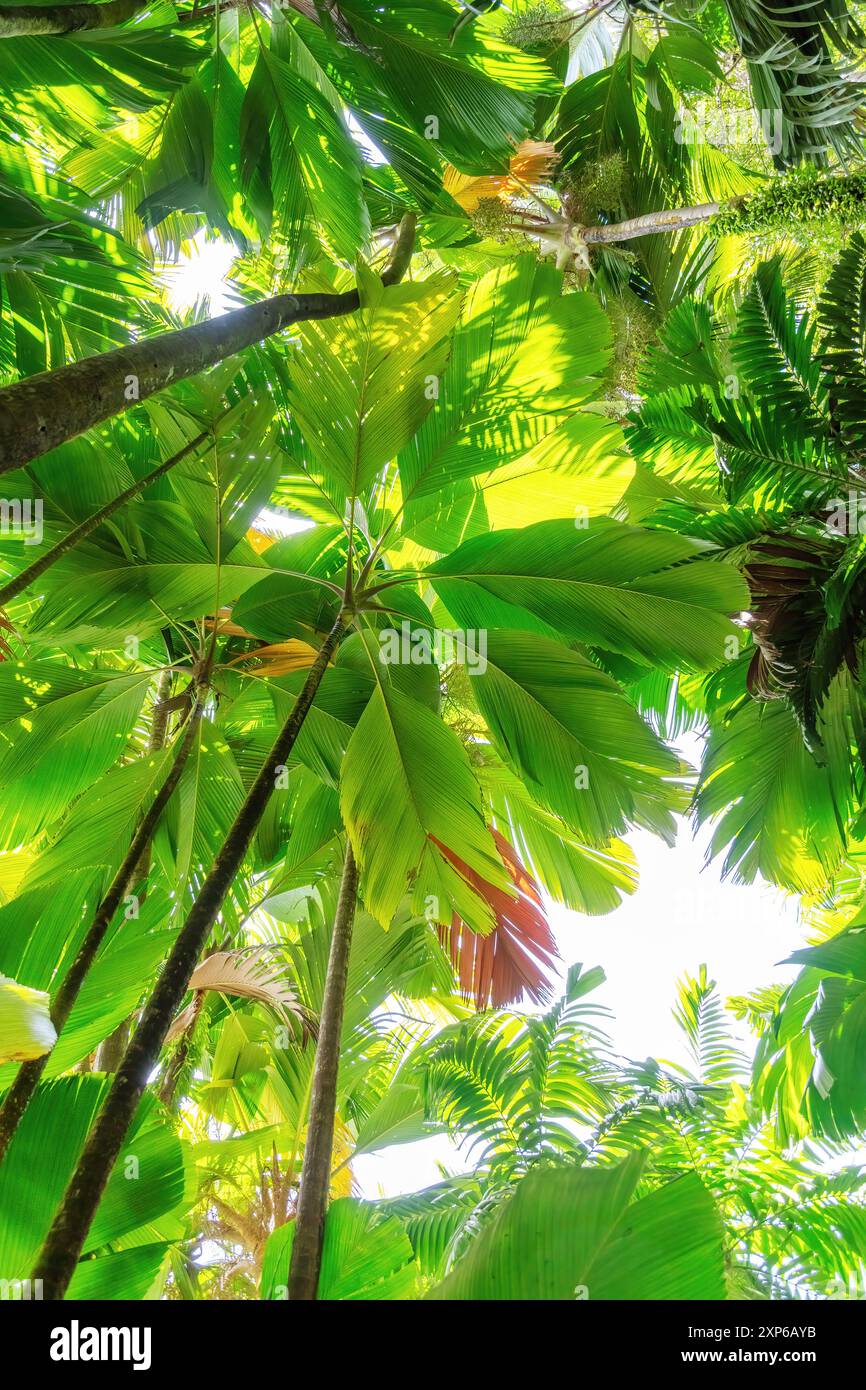 view upwards through a dense canopy of lush green palm trees in a ...