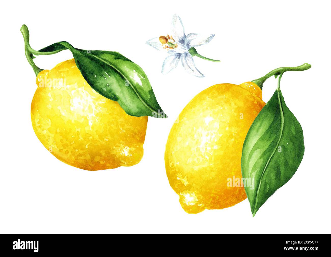 Fresh Lemon fruit with green leaves set. Hand drawn watercolor ...