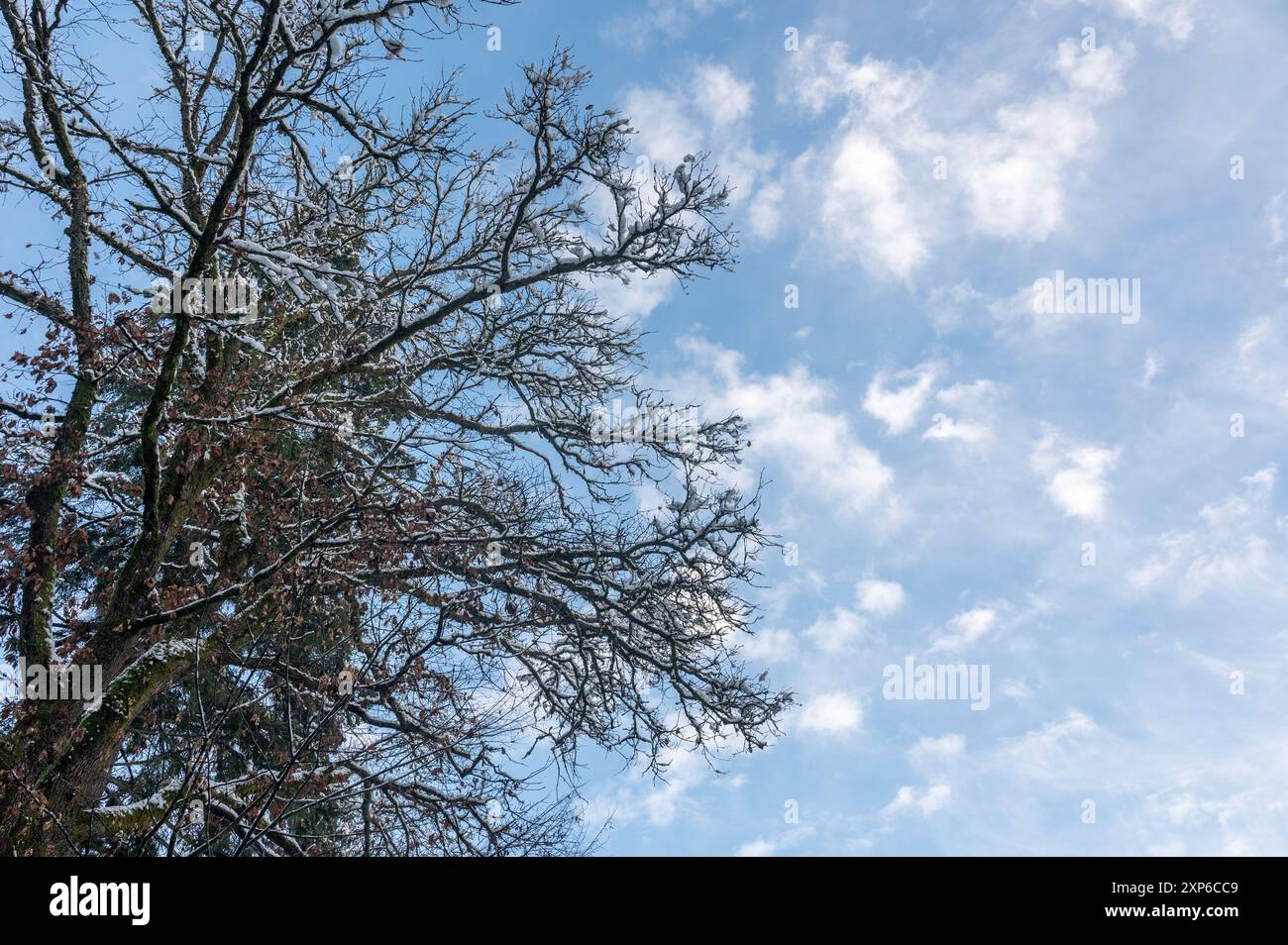 Branches of a tree covered with snow and blue sky with white clouds ...