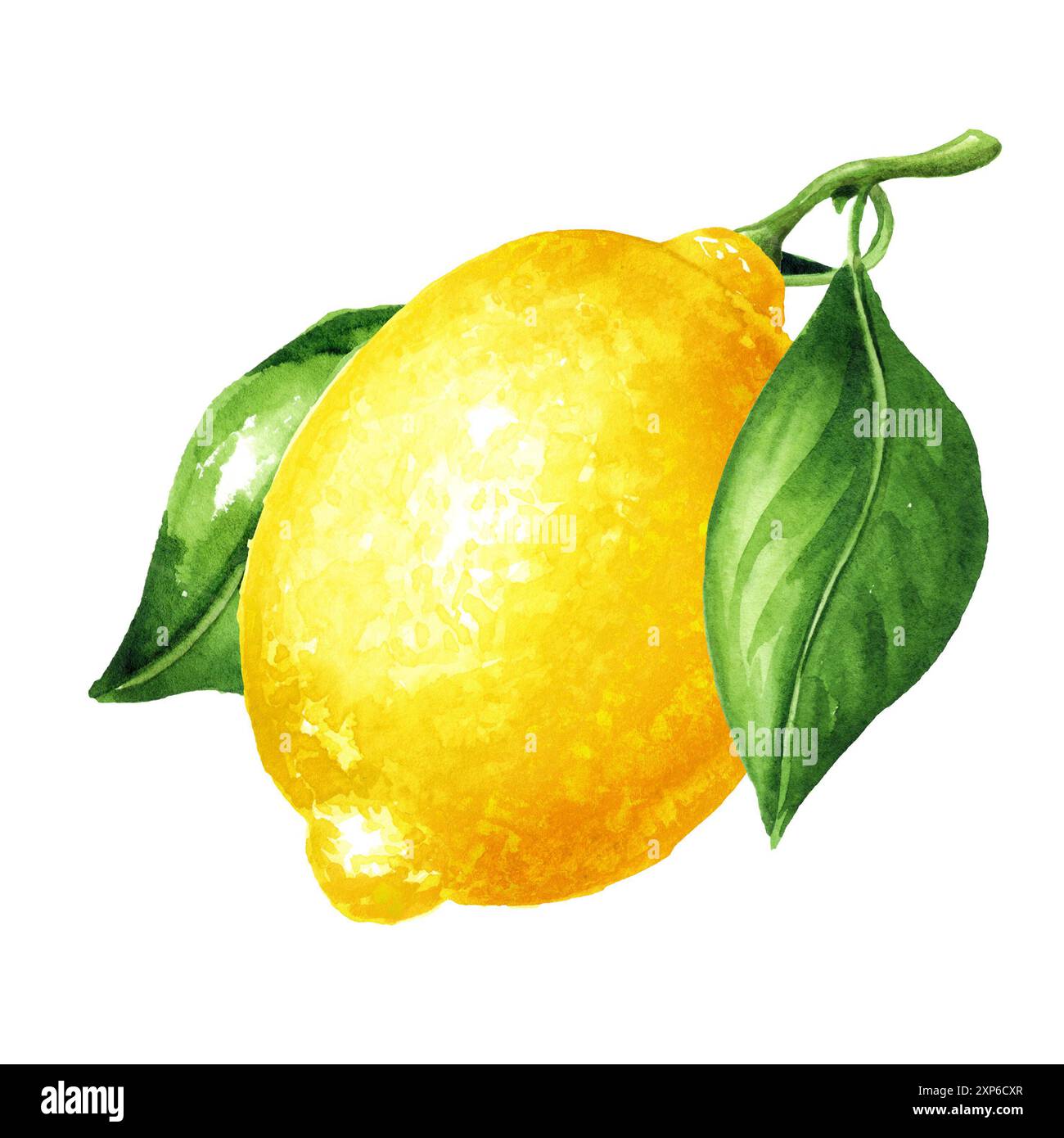 Fresh Lemon fruit with green leaves. Hand drawn watercolor illustration ...