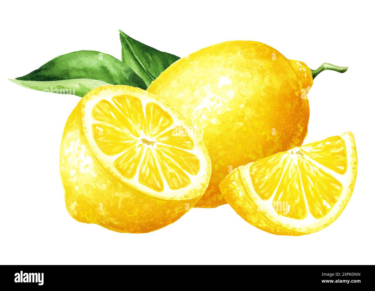 Fresh Lemon fruits with green leaves. Hand drawn watercolor ...