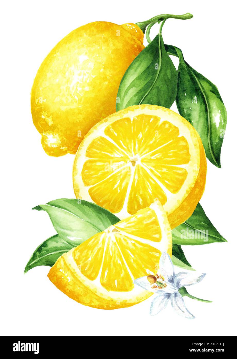 Fresh Lemon fruits. Hand drawn watercolor illustration isolated on ...