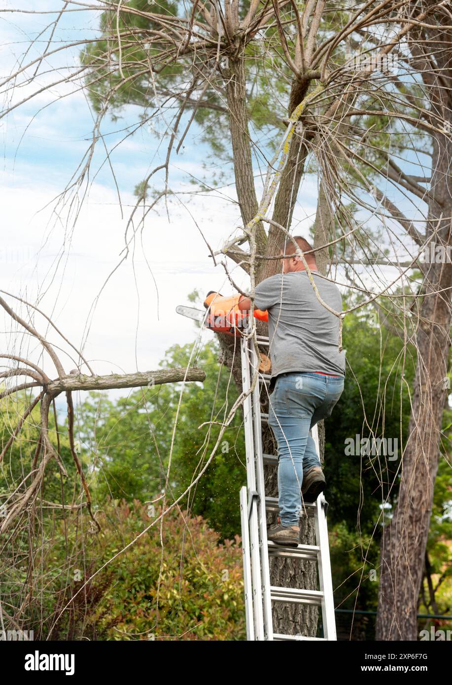 lumberjack on a ladder for cutting a tree Stock Photo