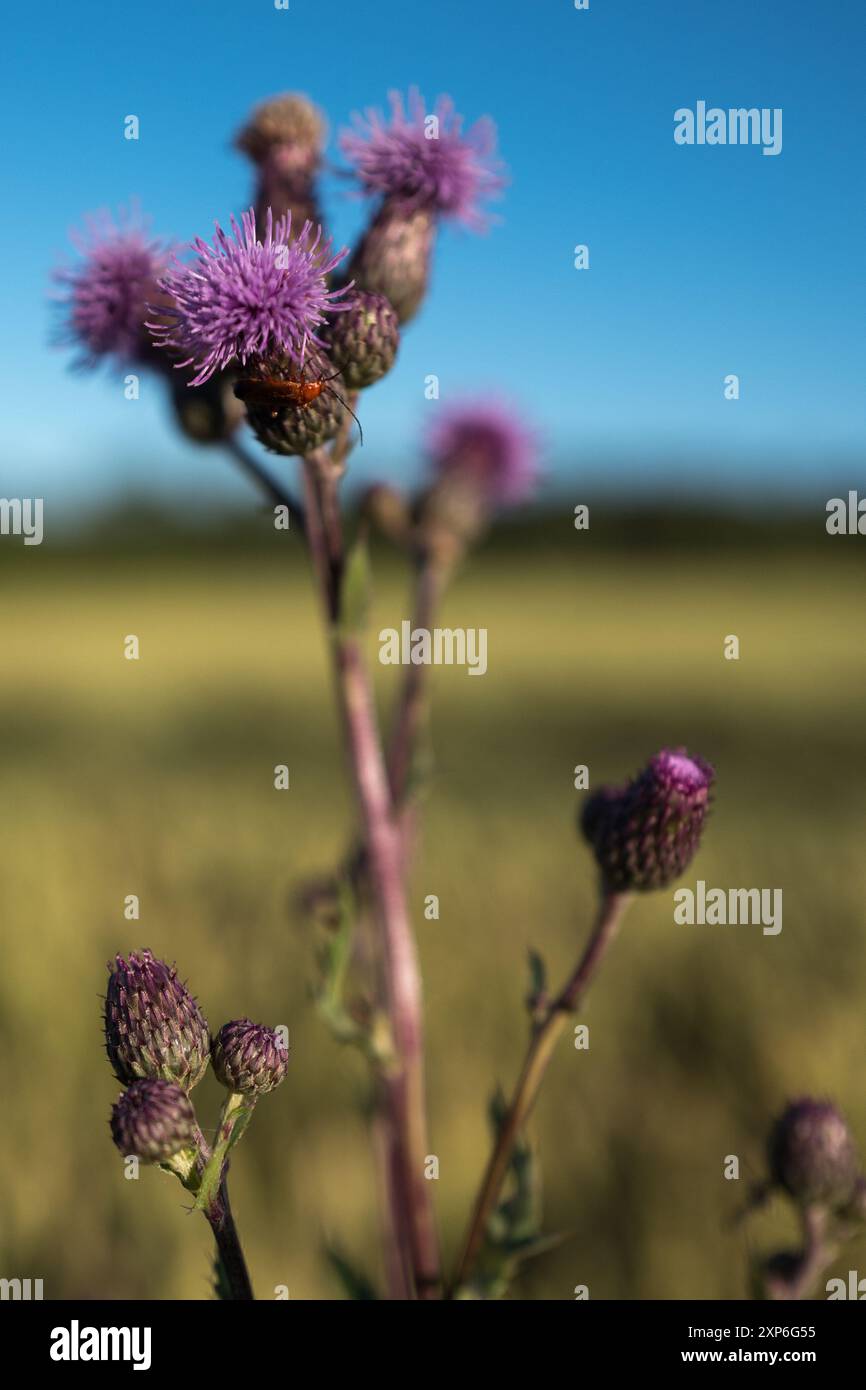 Flora focus hi-res stock photography and images - Alamy