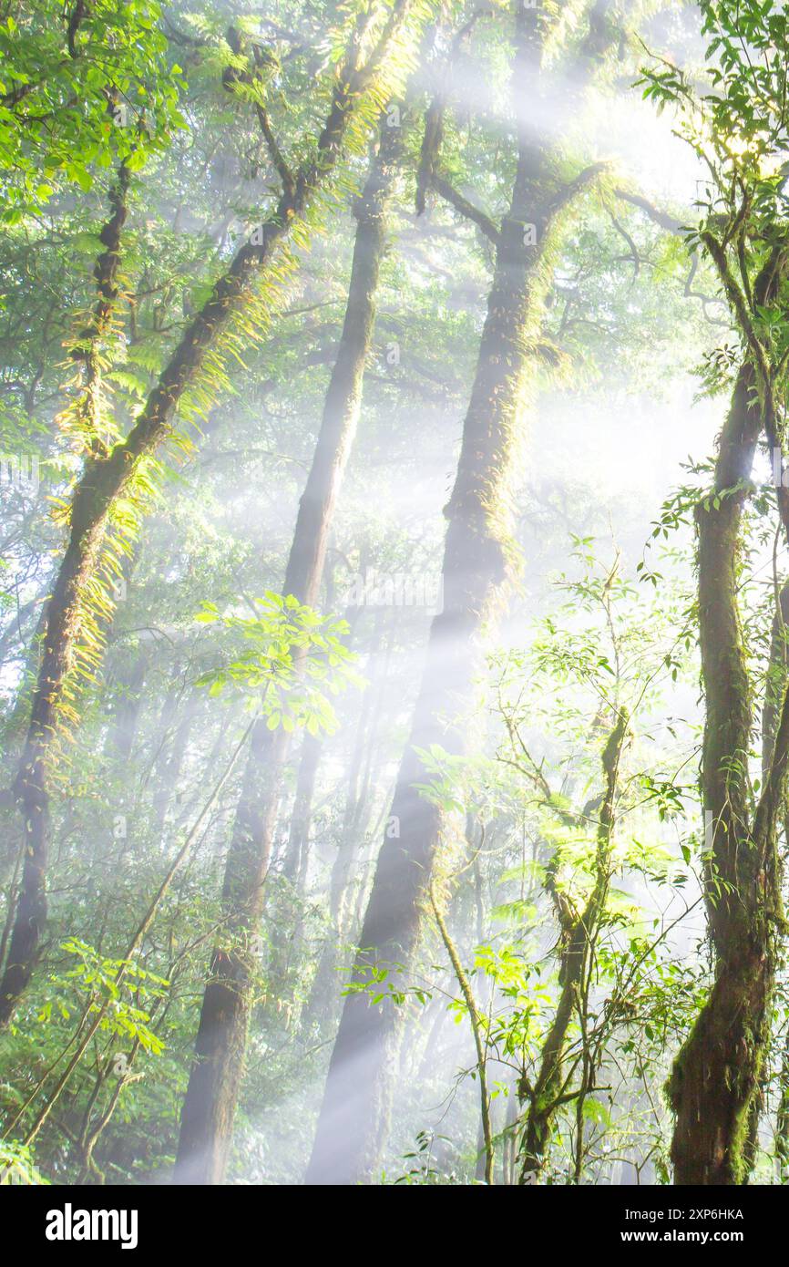 Canopy trees sun ray forest hi-res stock photography and images - Alamy