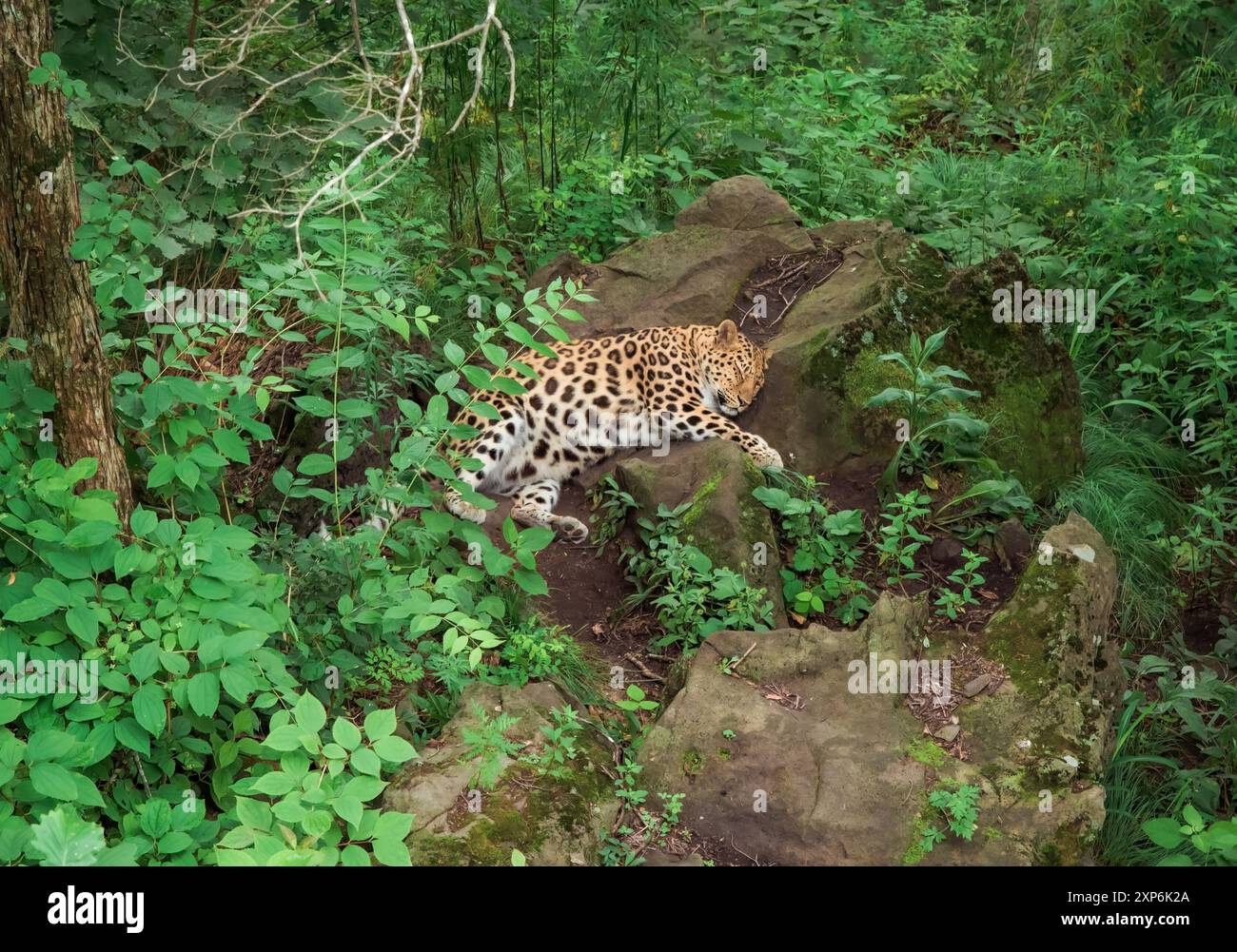 The Amur leopard (Panthera pardus orientalis) enjoying and laying on ...