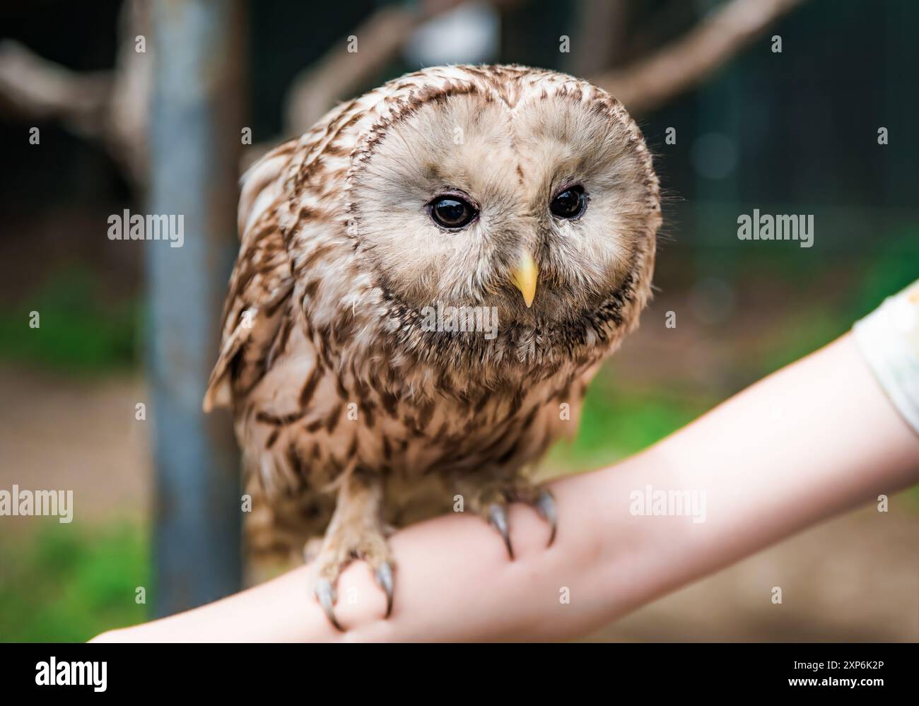 Person holding Ural owl (Strix uralensis) bird on arm as a caring of a World Animal Day Stock Photo