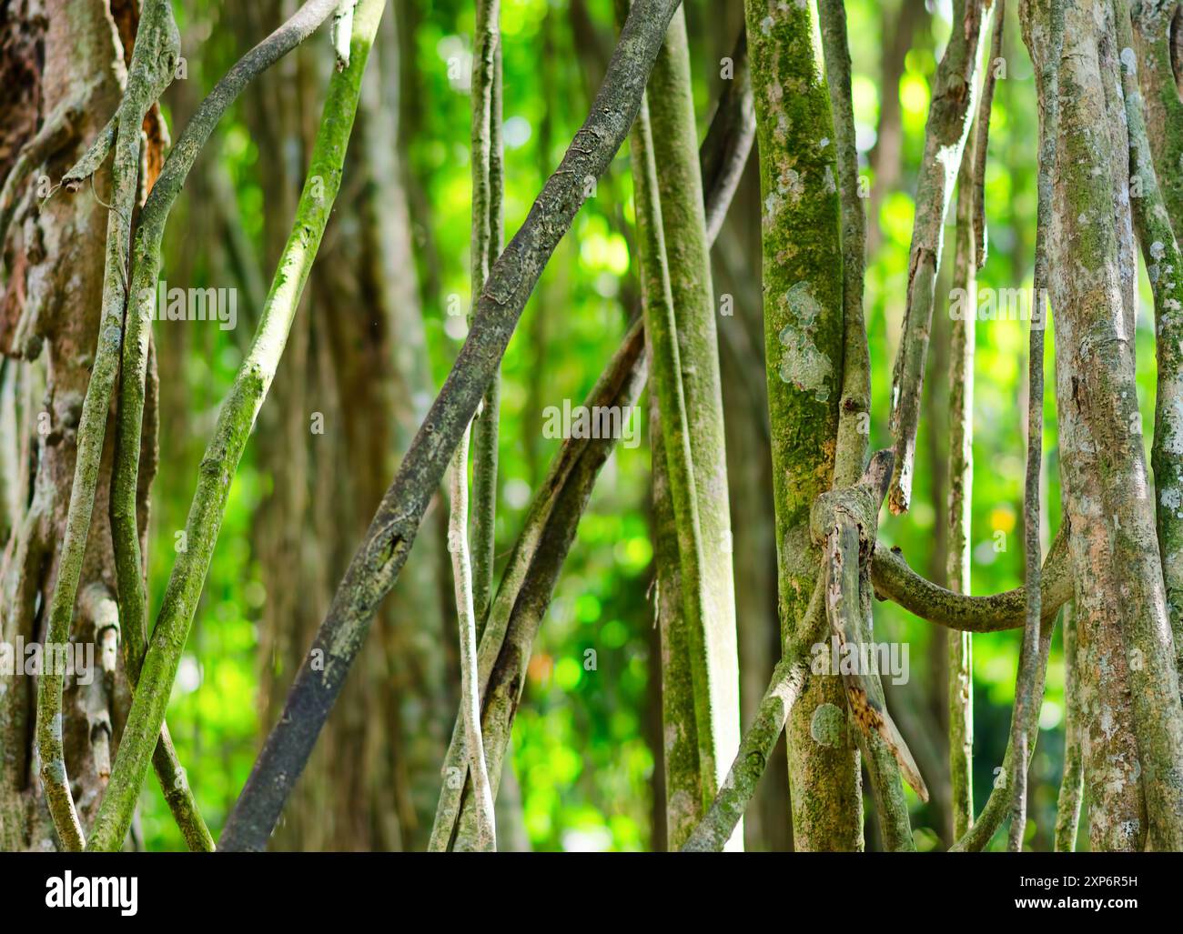 Green tropical rainforest. Green background Stock Photo - Alamy