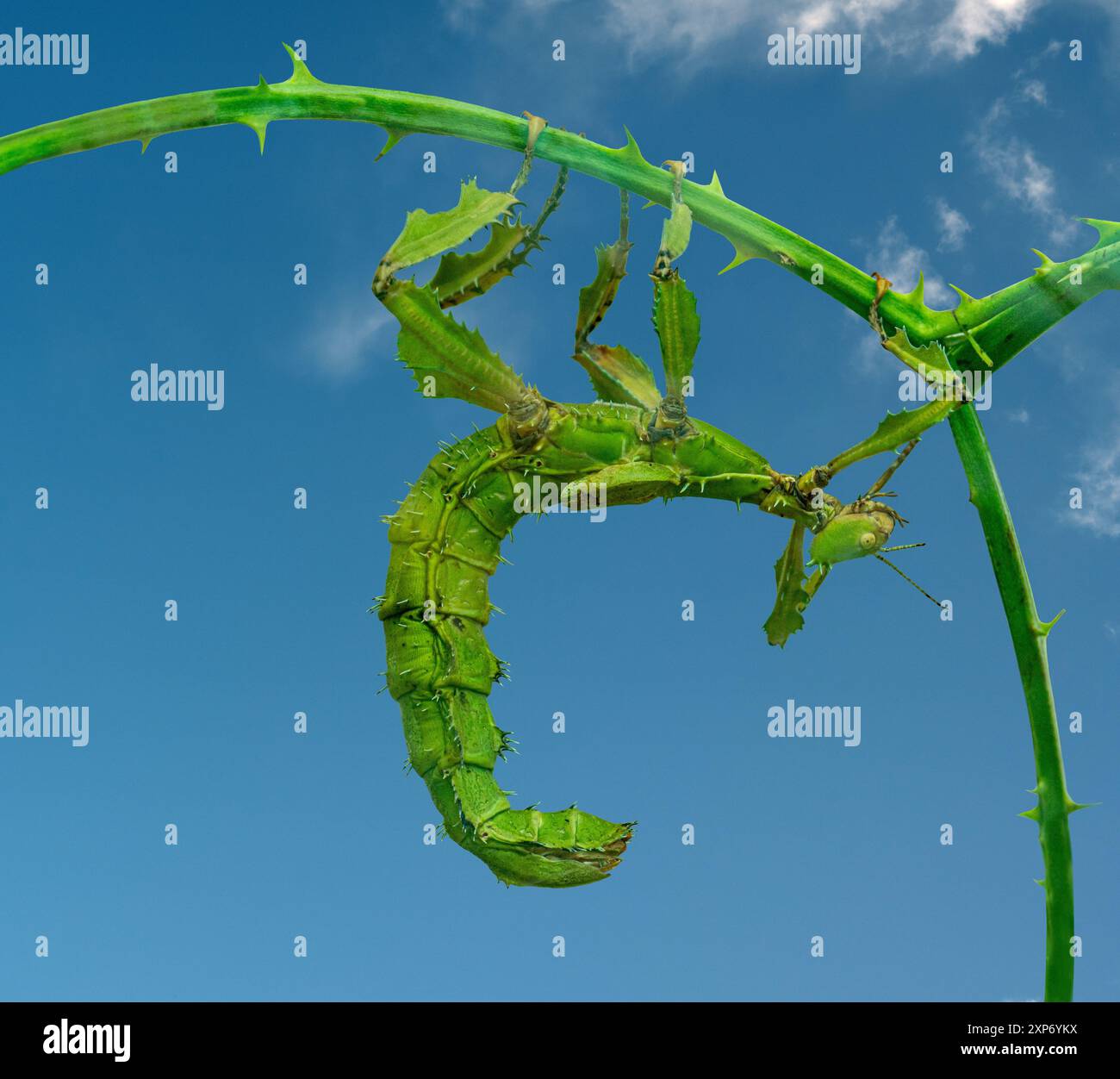 Giant prickly stick insect (Extatosoma tiaratum), also known as the ...