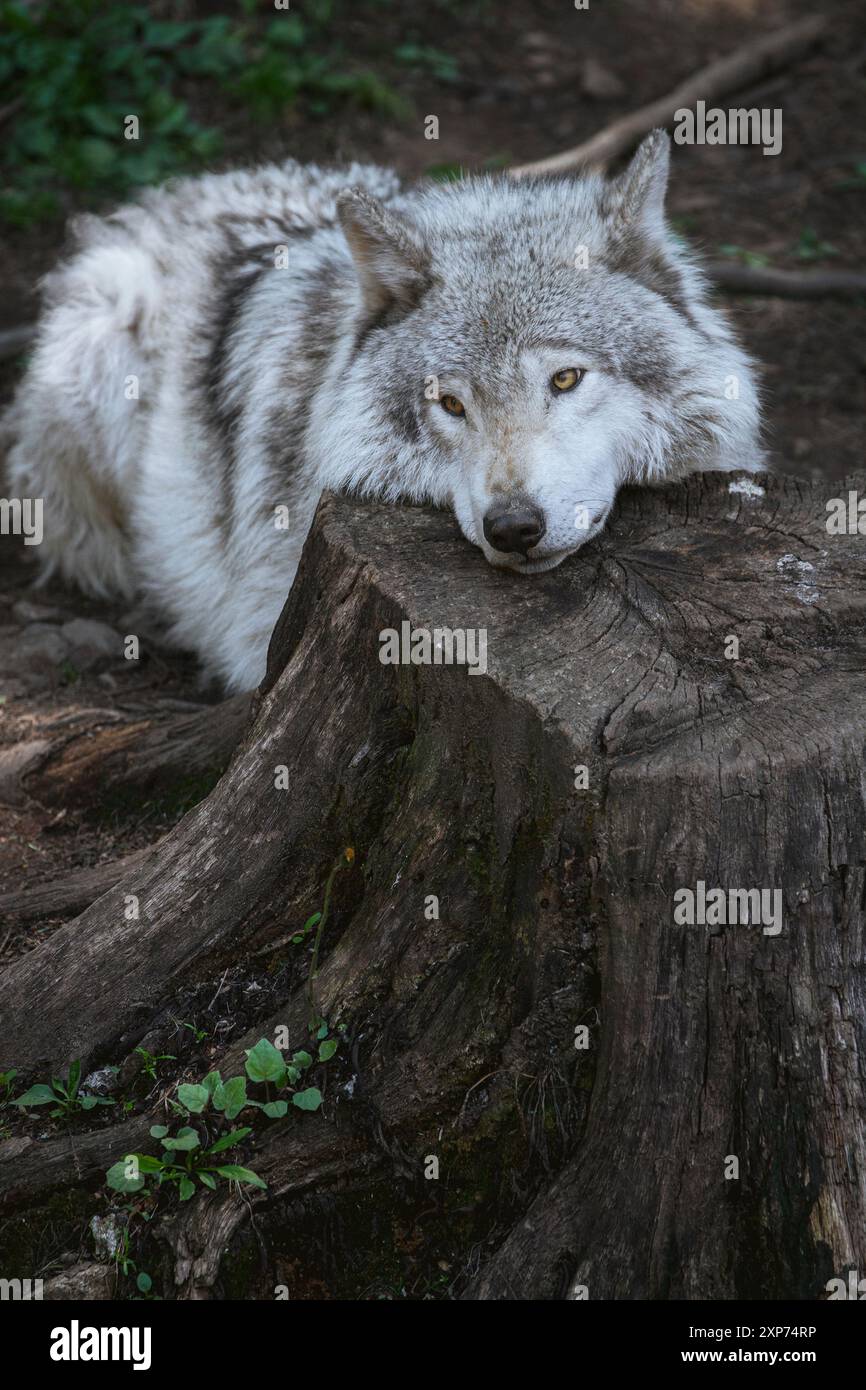 Lone, grey wolf with dramatic eyes takes a rest on a tree stump in Quebec, Canada Vertical. Stock Photo