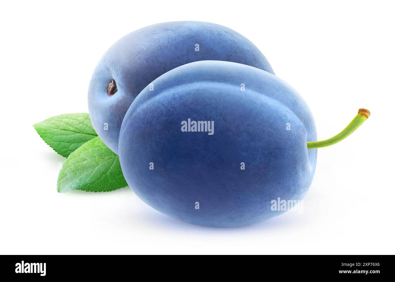 Two whole blue plums isolated on white Stock Photo