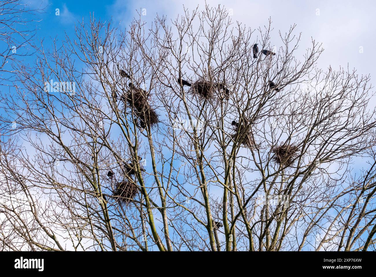 Den Nester Vogel und baum silhouette hi-res stock photography and images - Alamy