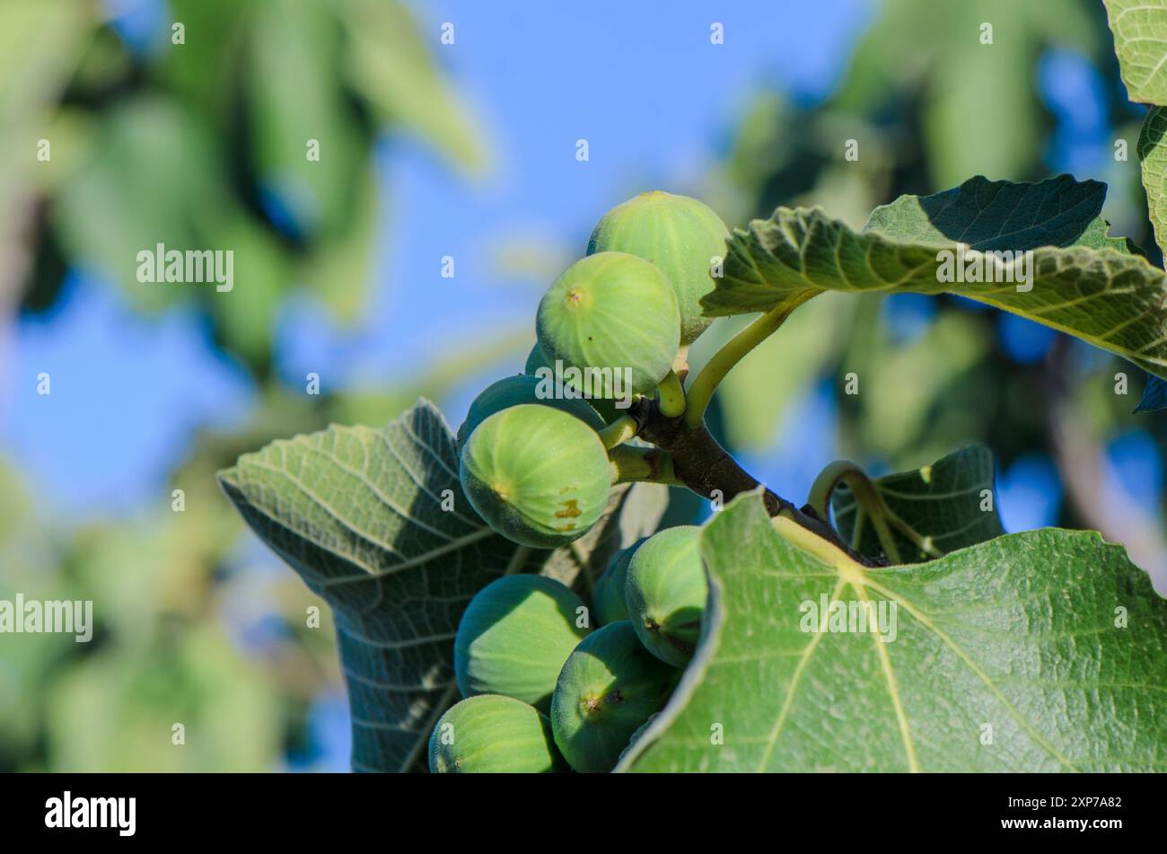 Branches of fig tree with green leaves and fruit Stock Photo - Alamy
