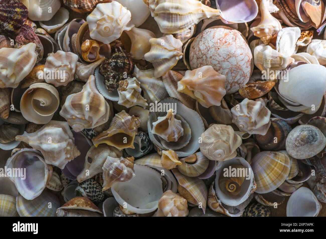 Seashell background. Texture of the shells Stock Photo - Alamy