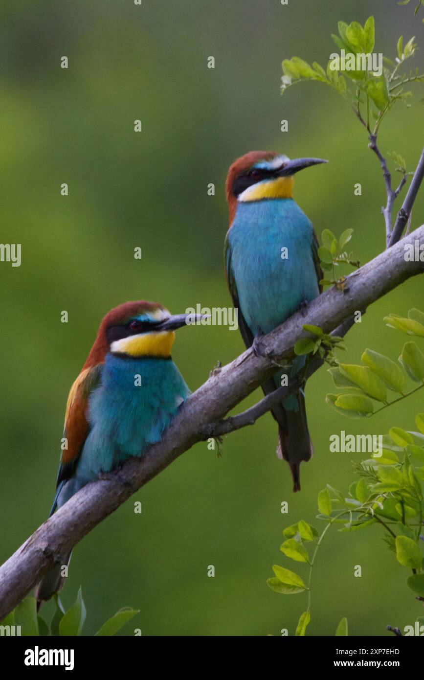 Bienenfresser, Merops apiaster, European bee-eater Stock Photo