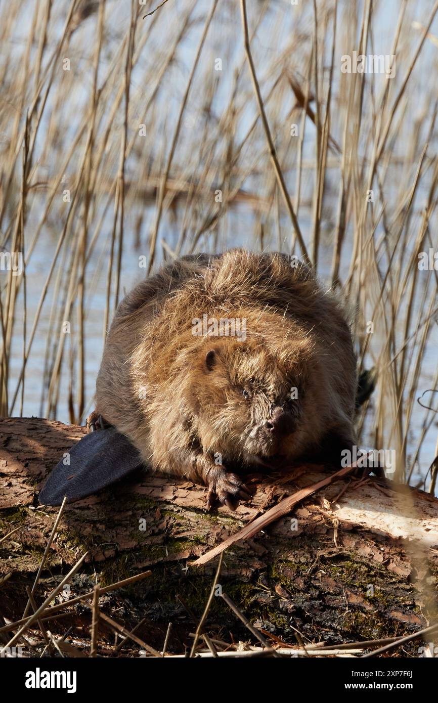 Elbbiber hi-res stock photography and images - Alamy