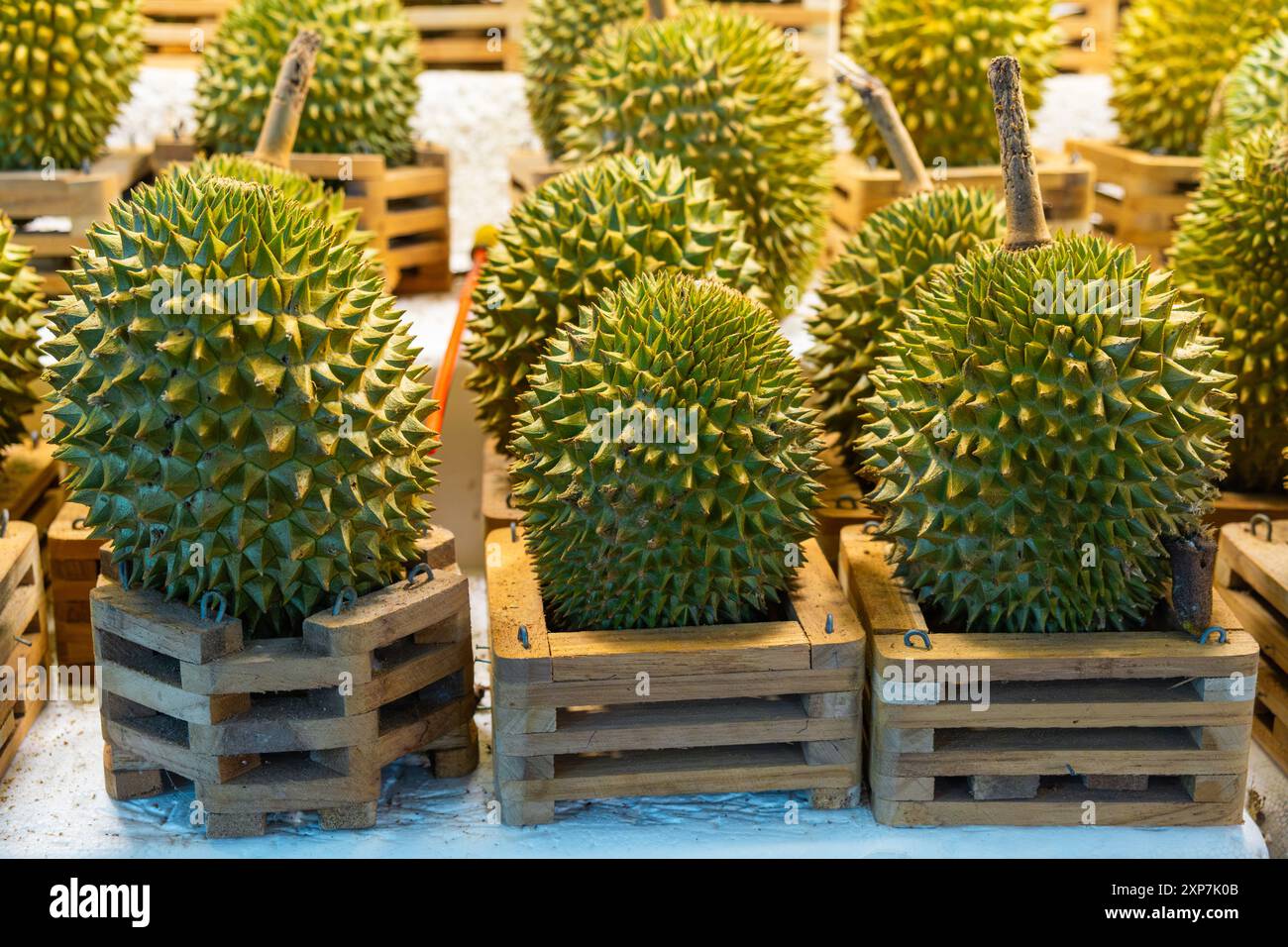 Durian Display Rack Fresh tropical durian fruits displayed at a market stall. Colorful ...