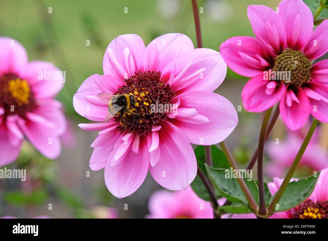 A bumble bee rest on the Pink and purple collarette Dahlia ‘Skyfall’ in ...