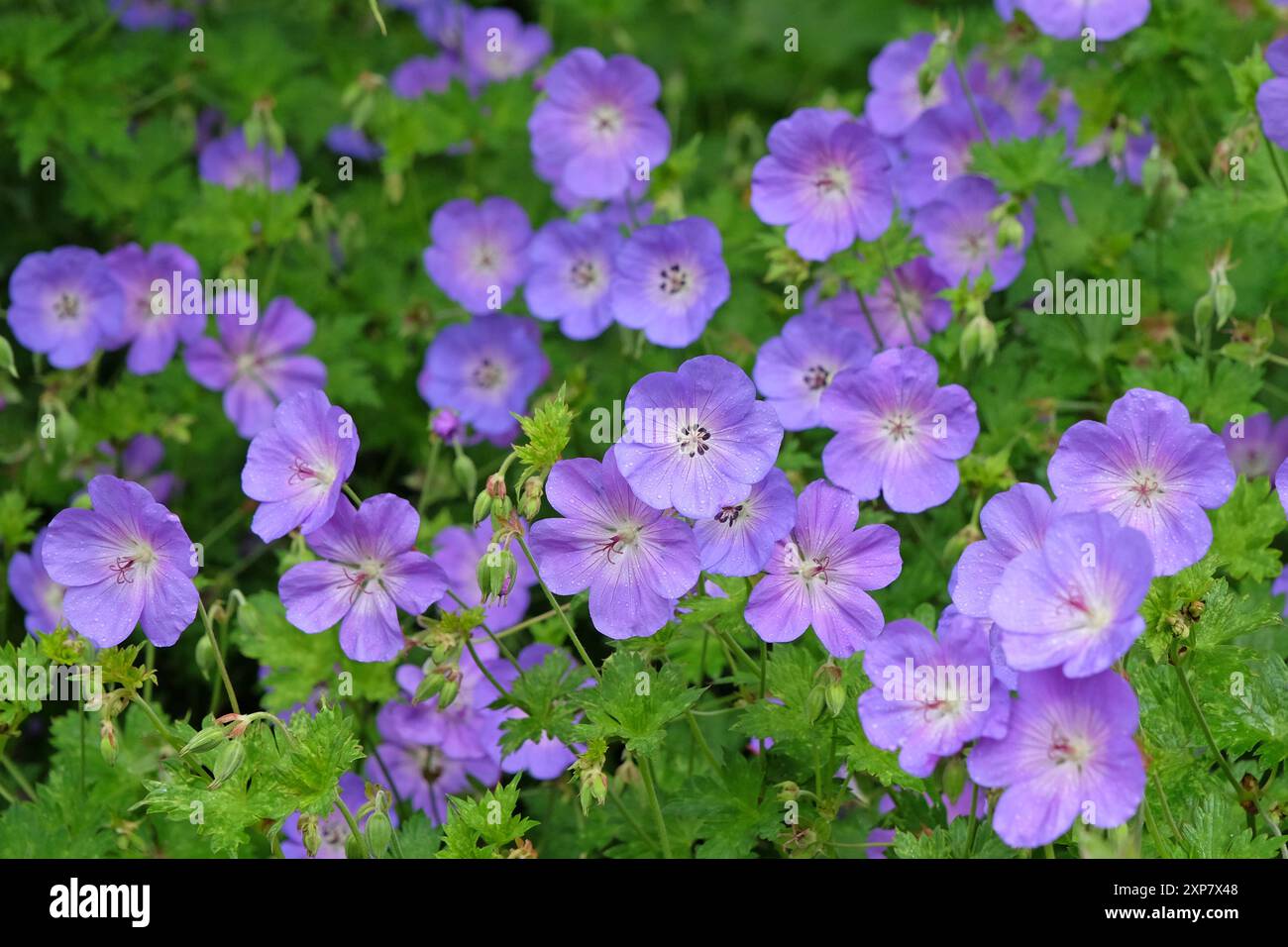 Purple hardy geranium cranesbill ‘Rozanne’ in flower Stock Photo - Alamy