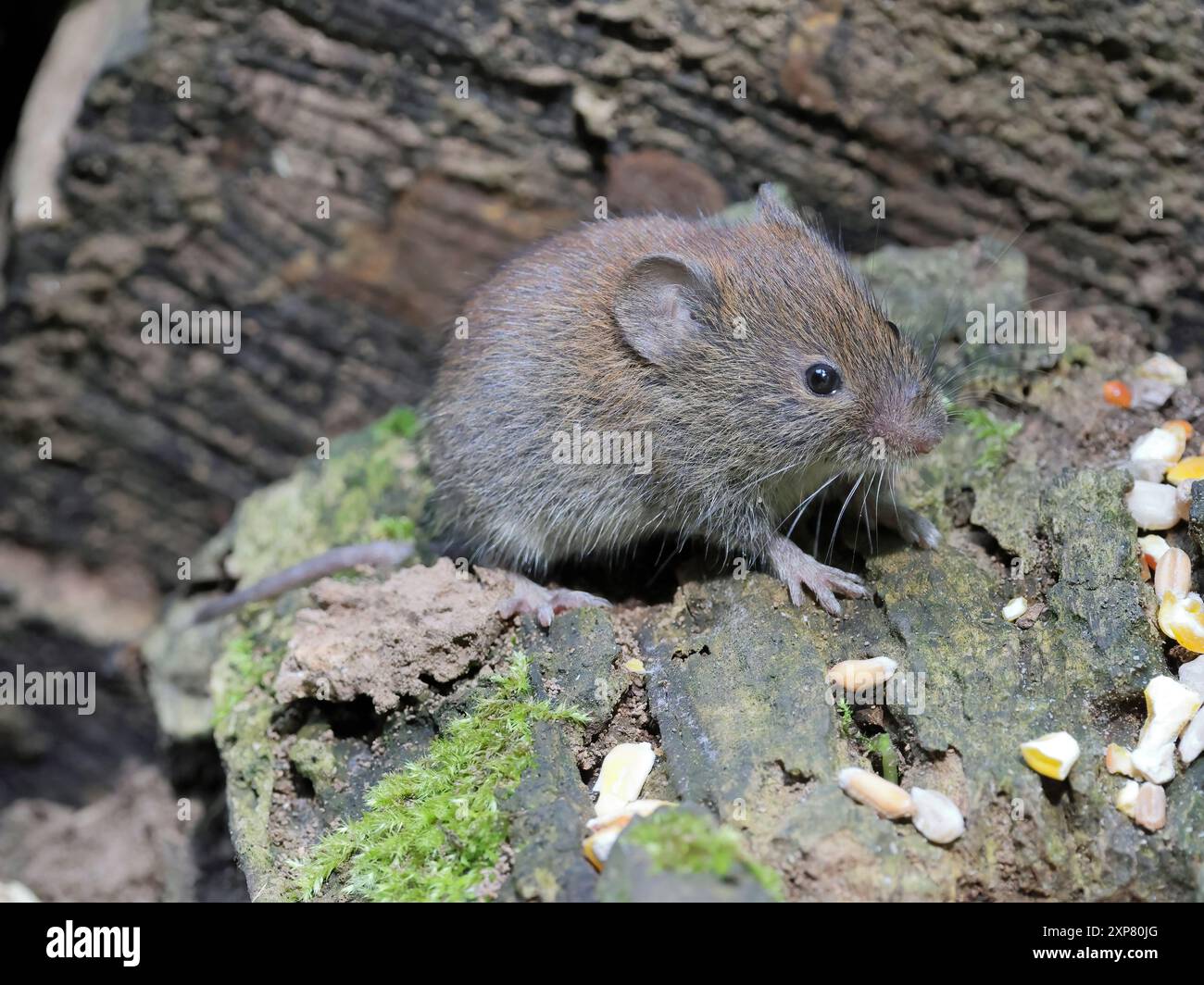 Bank Vole ( Myodes Glareolus) Stock Photo