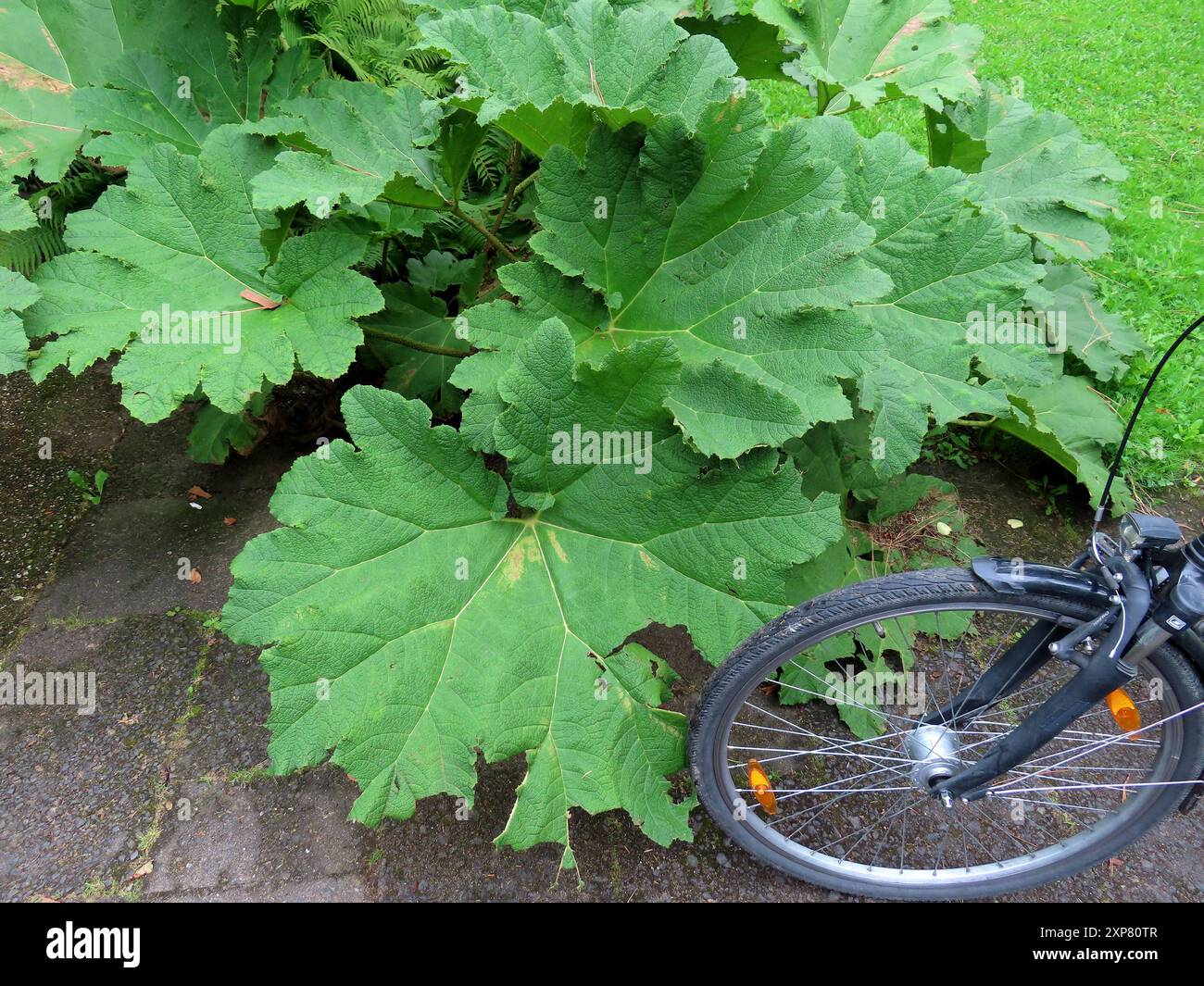 what size bike to buy