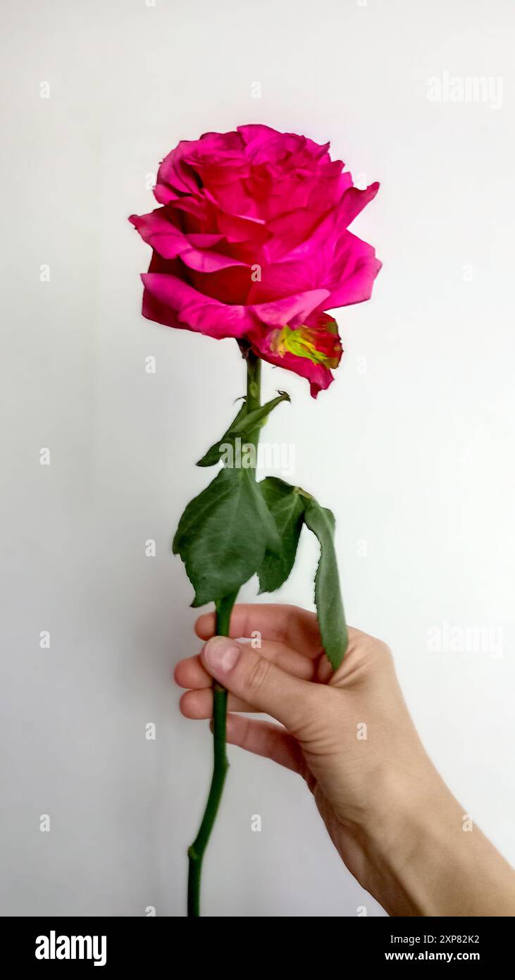 Lush pink rose in woman's hand. White background. Close-up. Soft focus ...