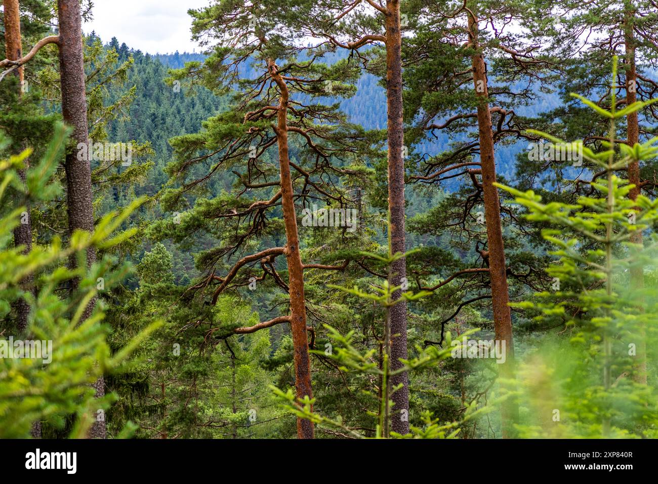 Mixed forest of spruce, silver fir and beech, supplemented by pine trees. These tree species form the central natural forest structure in the northern Black Forest. Bad Wildbad, Baden-Württemberg, Baden-Württemberg, Germany Stock Photo