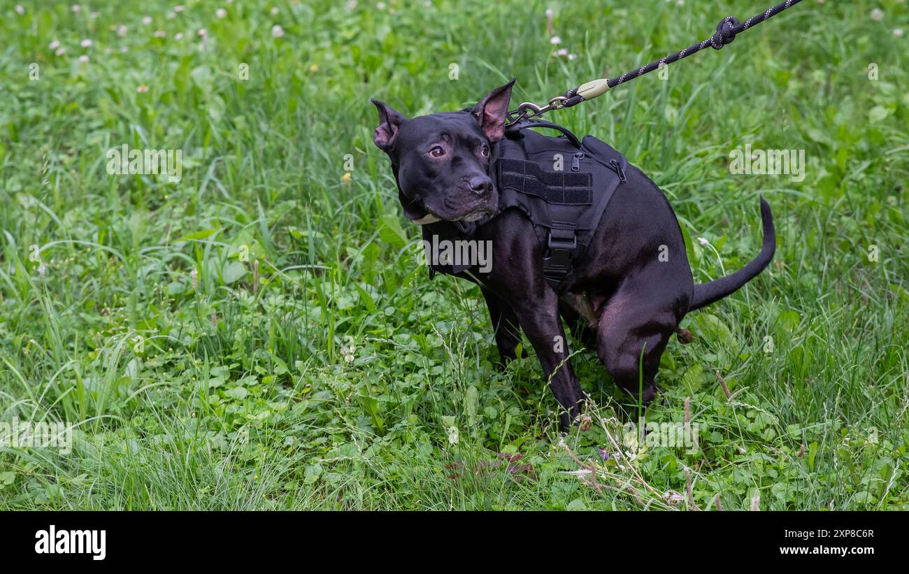 Pitbull Silicone Mold Dog Puppy 3d Silicone Mold Pitbull Mold for Plastic  Mold for Toys Dog Shape Mold Mold for Soap Mold for Candle - Etsy Sweden, image size:1300x821