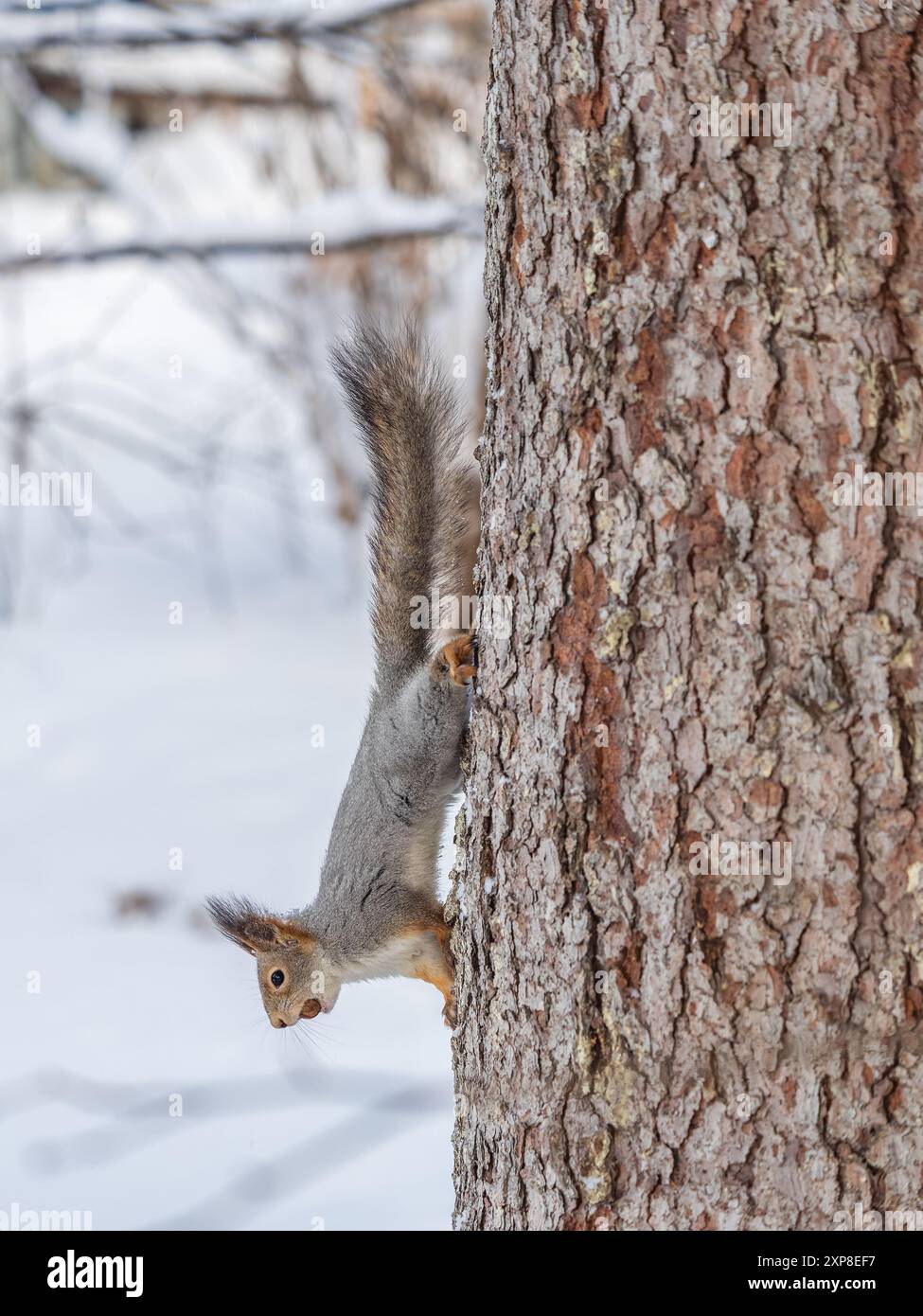 A squirrel sits upside down on a tree in winter and eats a nut. Eurasian red squirrel, Sciurus vulgaris Stock Photo