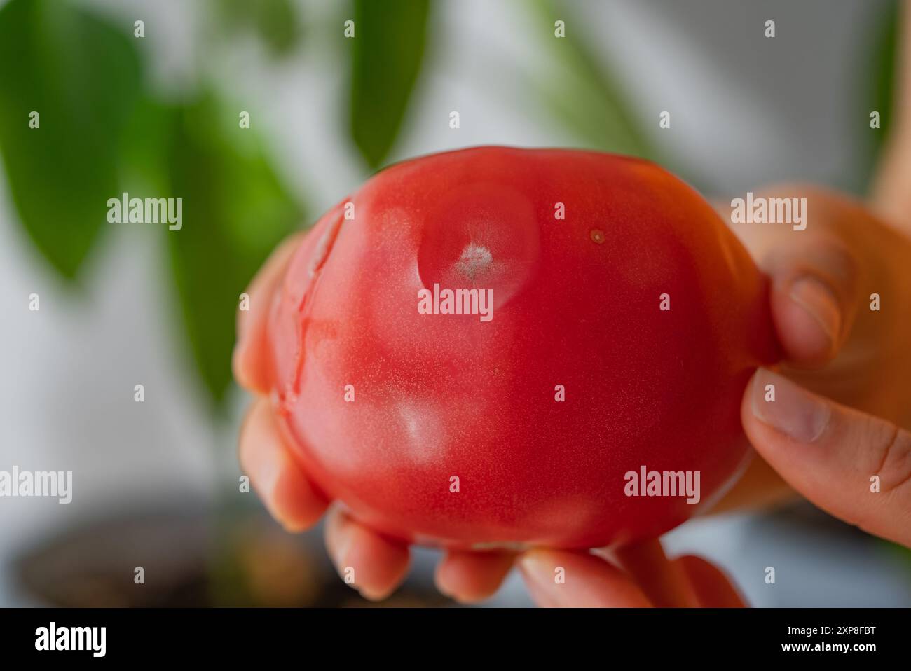 Plant health check tomato hi-res stock photography and images - Alamy