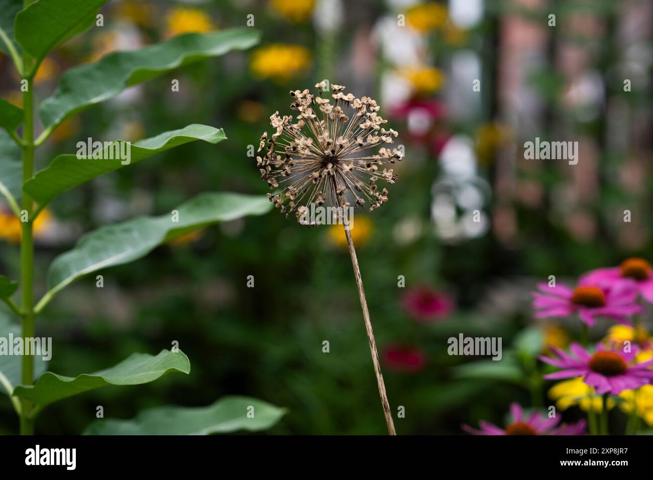 Allium flower at seed in a garden Stock Photo