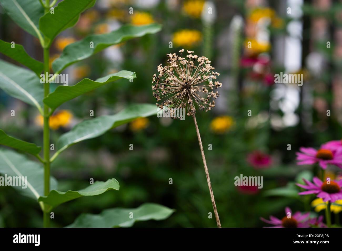 Allium flower seeds hi-res stock photography and images - Alamy