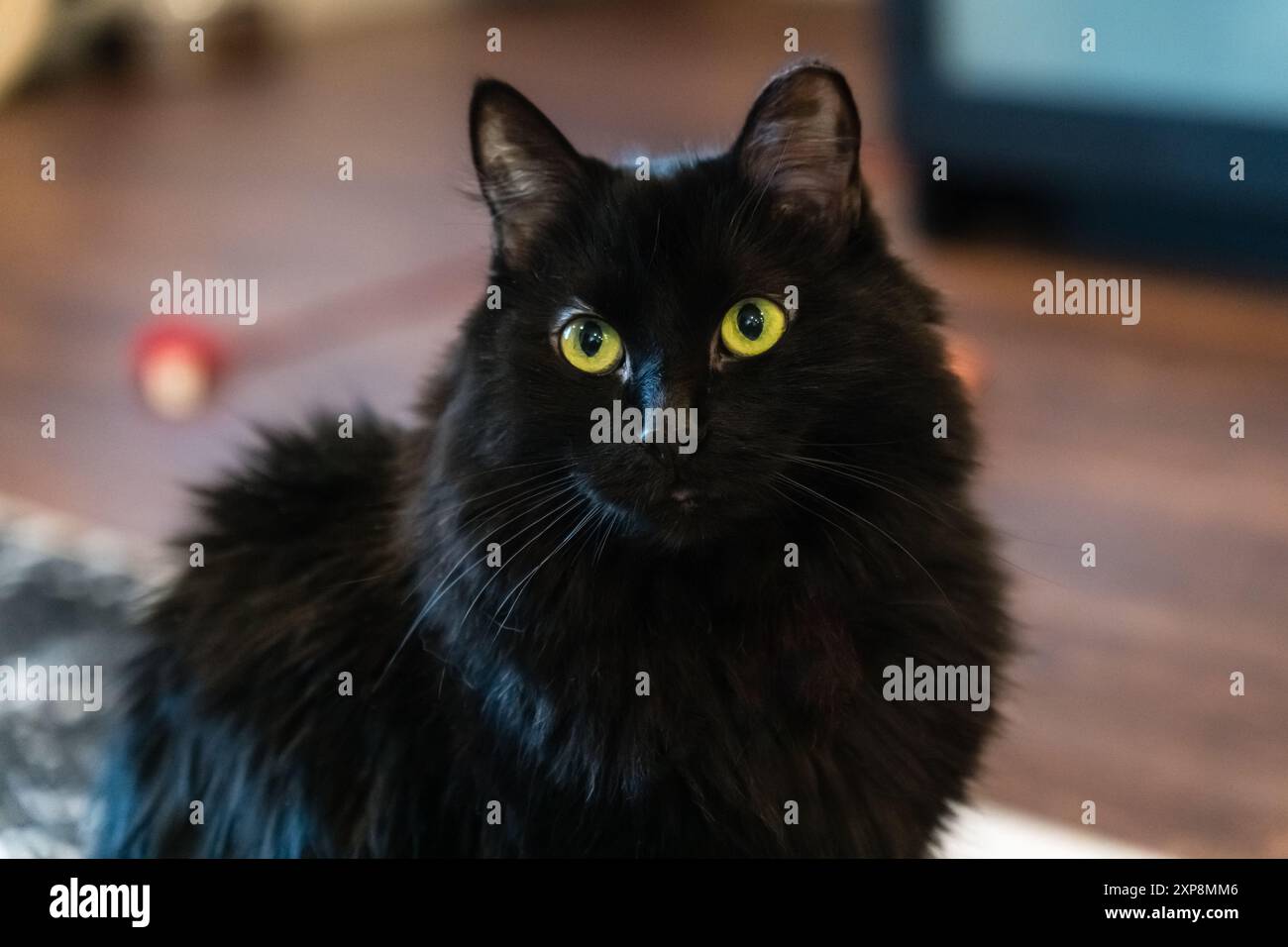 Long-haired domestic black cat with bright green eyes  with looking alert and curious. Stock Photo