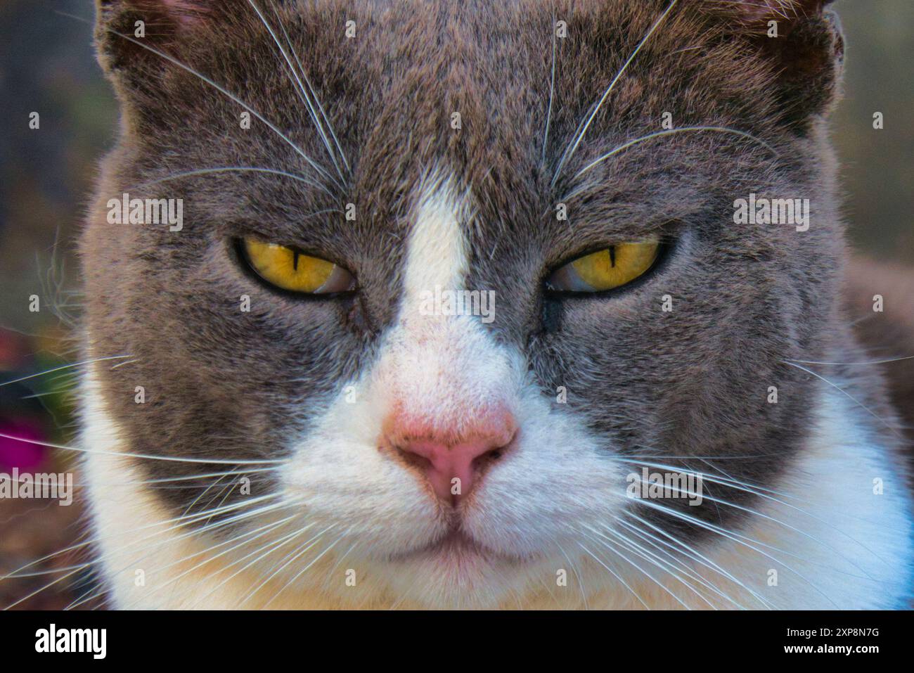 Cat castration hi-res stock photography and images - Alamy
