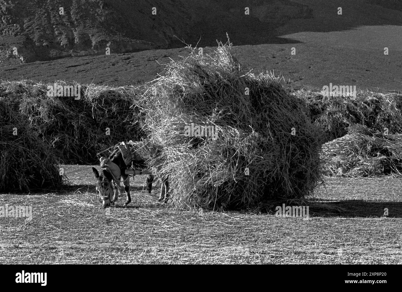A burro cart loaded with  barley chaff used for animal feed in a field outside of Gyantse Tibet - 1986 Stock Photo
