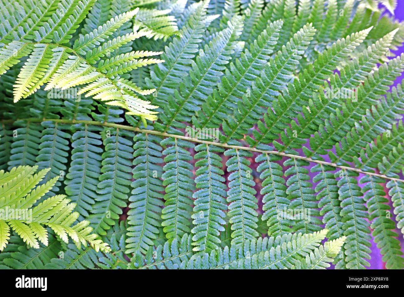 kunstpflanzen palme Kunstpflanze Kentia Palme  170cm