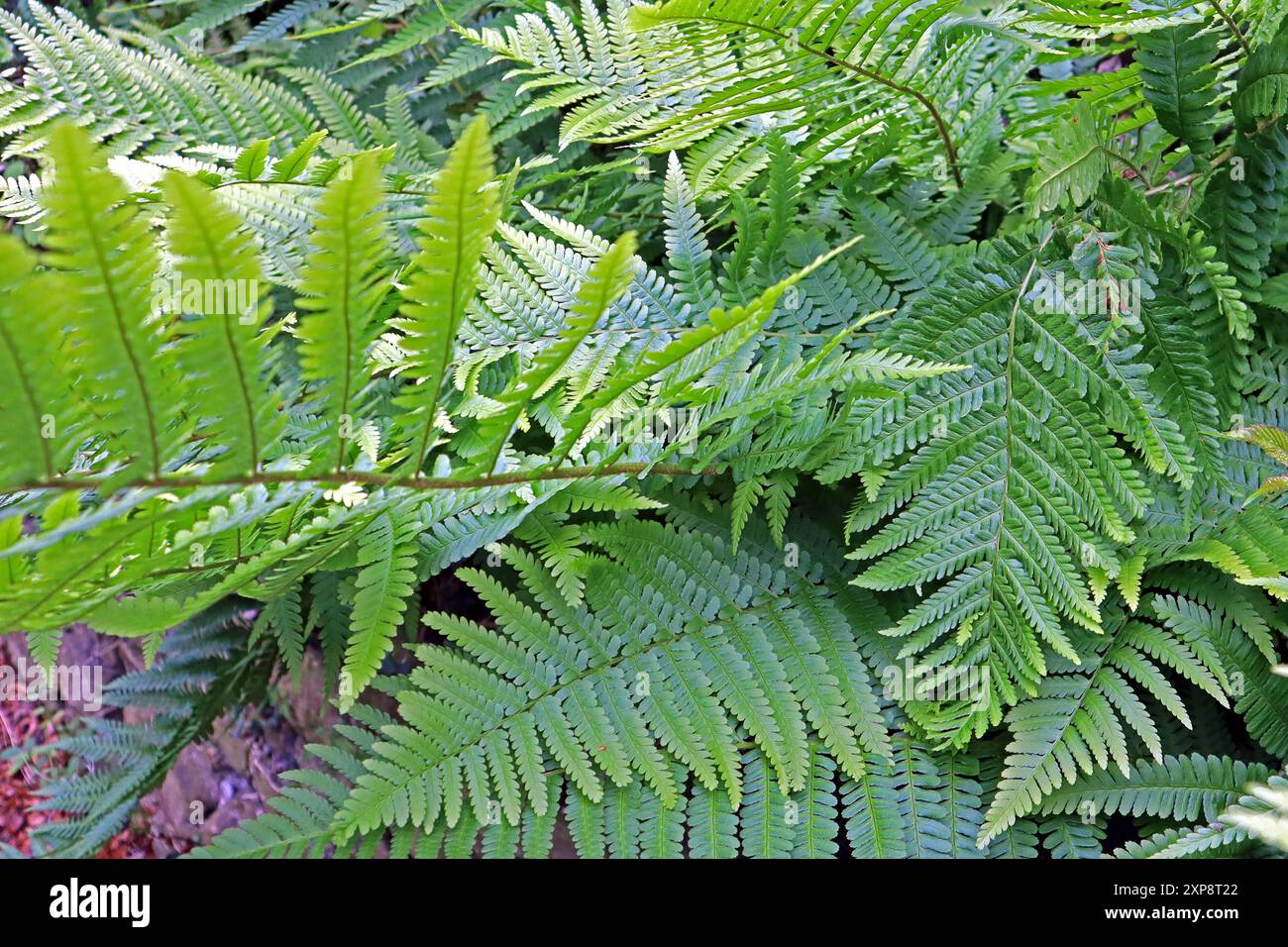 regenwald farne Asplenium nidus, tropischer Farn für Regenwald-Terrarein – Tims-Terraristik main image 0