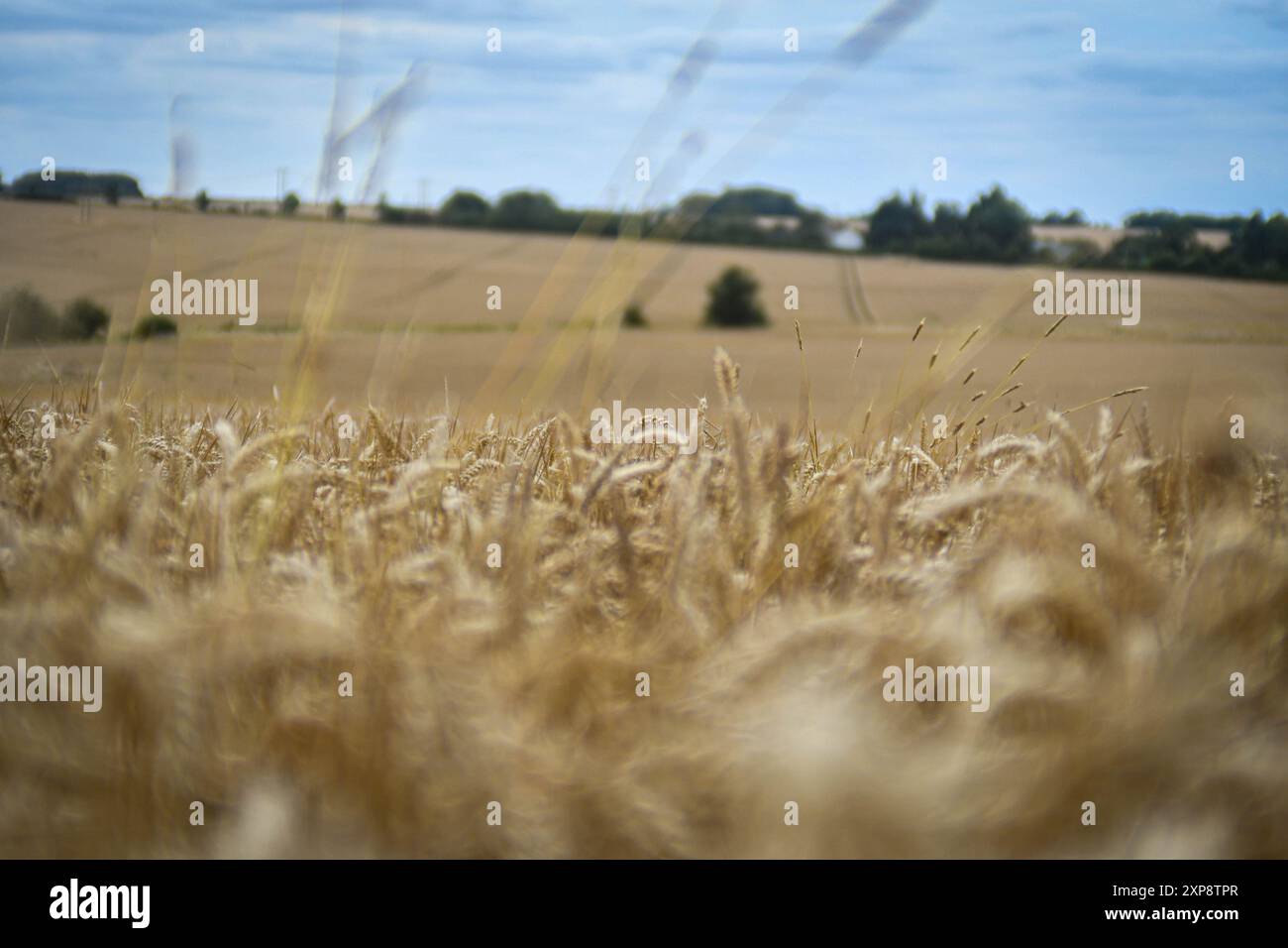 wheat field ready for harvest Stock Photo - Alamy