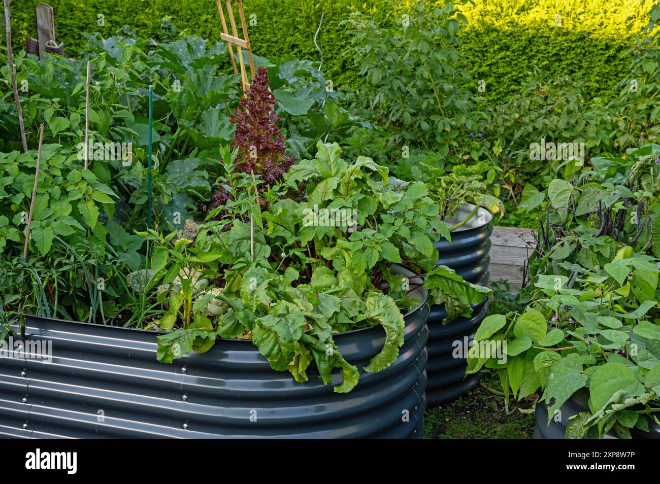 Tomato plants growing in raised bed hi-res stock photography and images ...