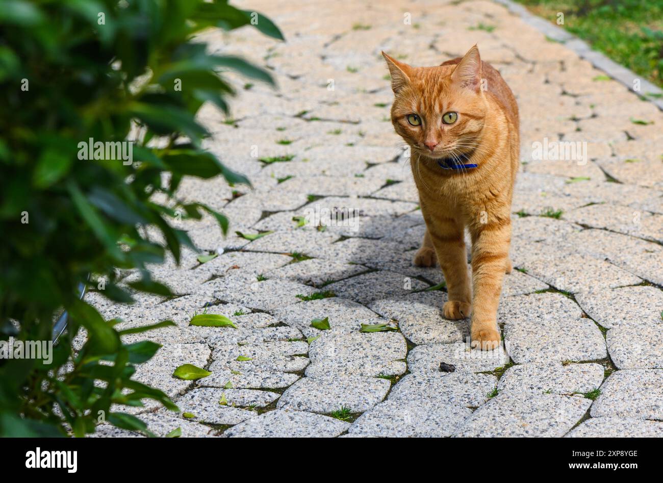 A ginger fluffy cat with a raised tail walks along the path of the park ...