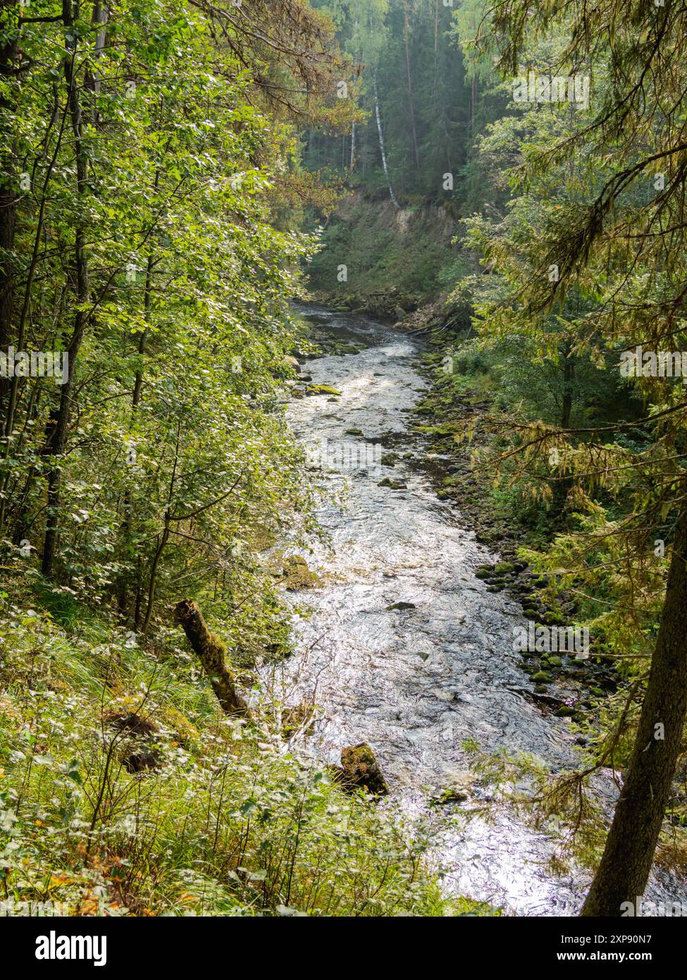 Clear river is flowing among trees and bushes in forest. Travel and ...