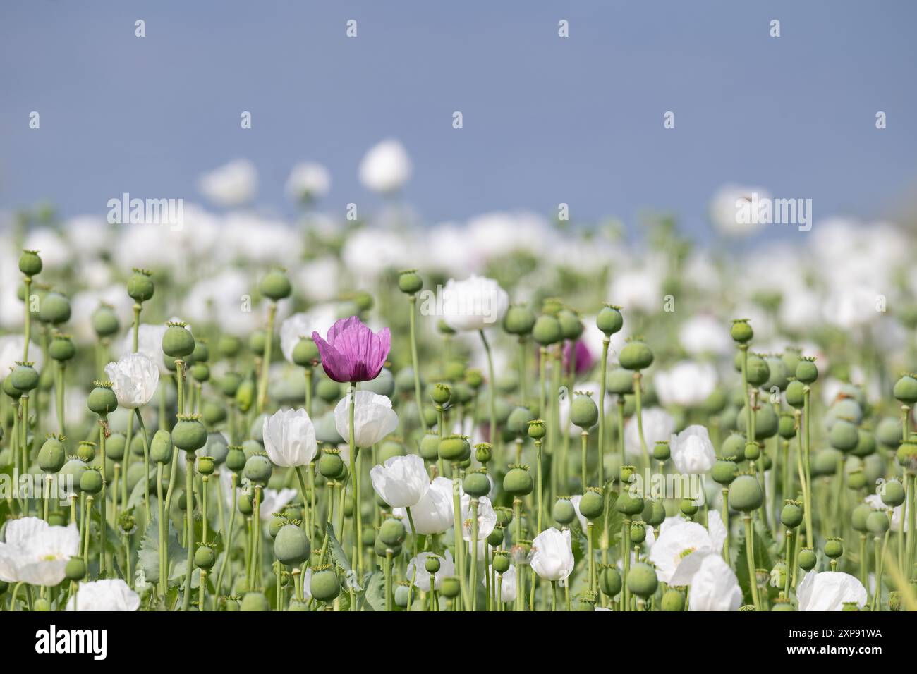 Purple oriental opium poppy hi-res stock photography and images - Alamy